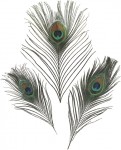 Set pene naturale Peacock 20 cm- 3 buc/set